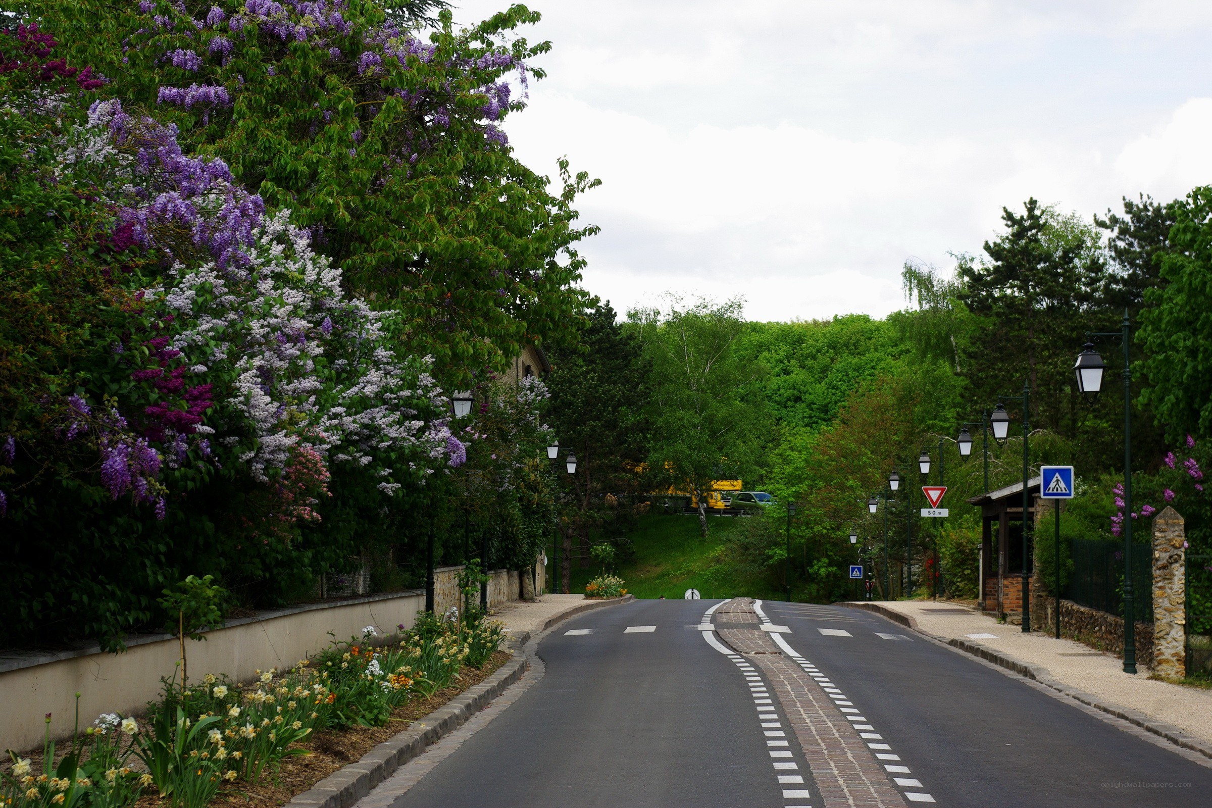 Flowering trees on a quiet street