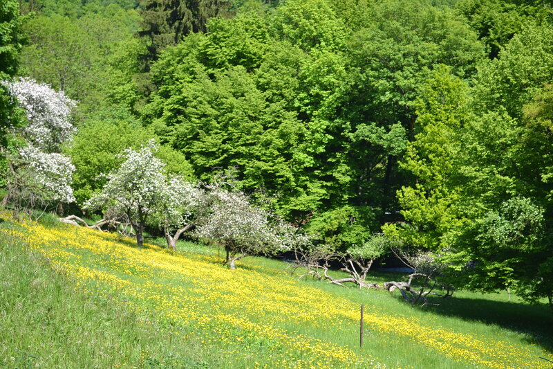 Flowering Trees on Hillside