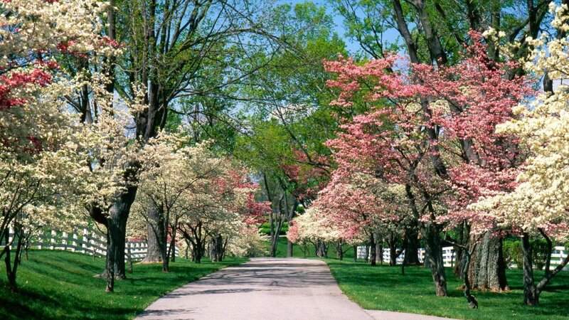 Flowering Trees on Path — Green, Serene
