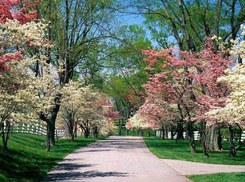 Flowering Trees on Path — Green