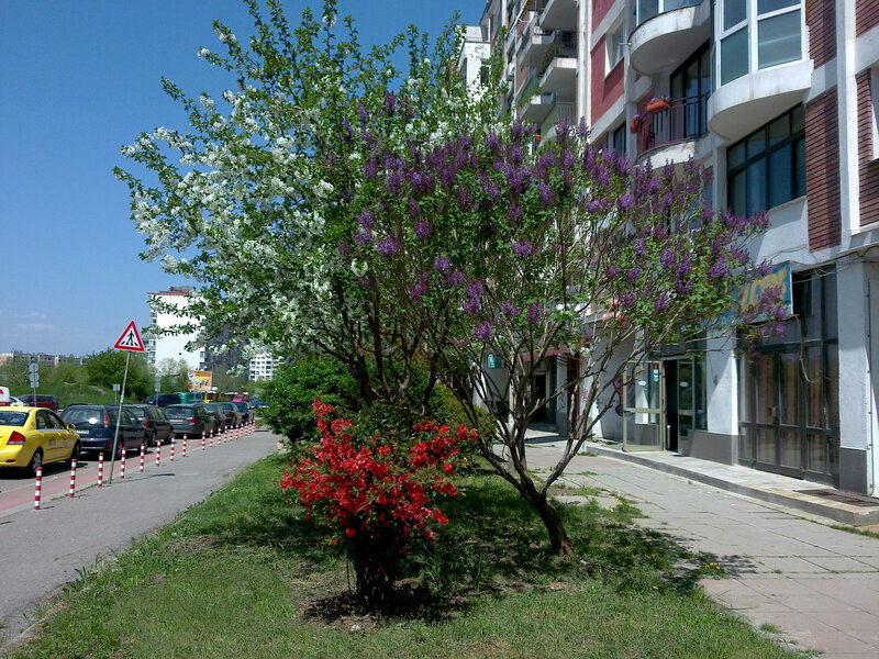 Flowering Trees on Sidewalk
