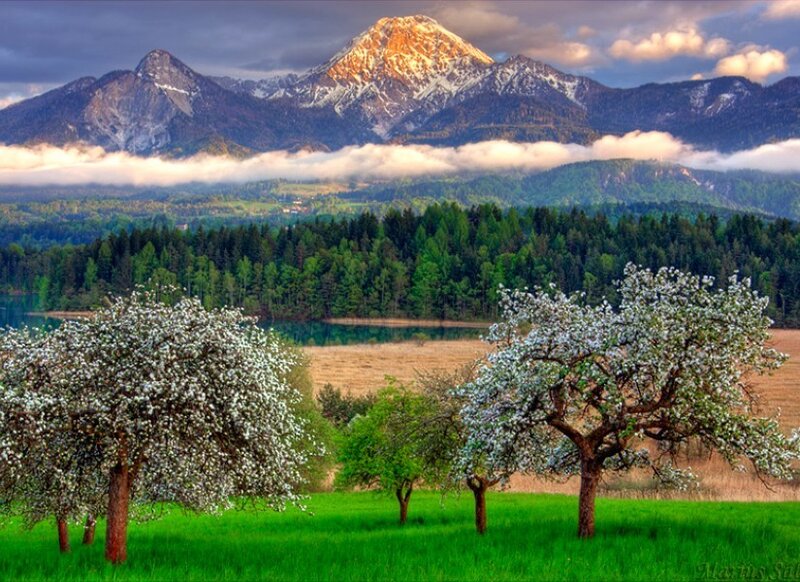 Flowering trees with mountain view