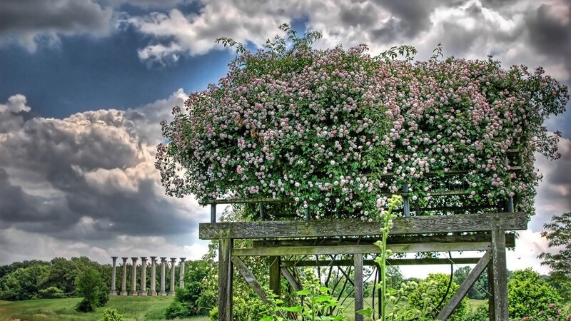 Flowering trellis with columns