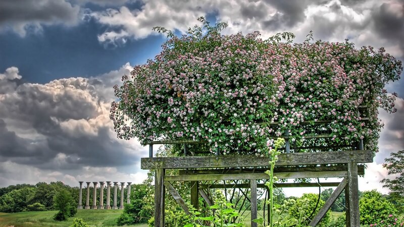 Flowering trellis with columns