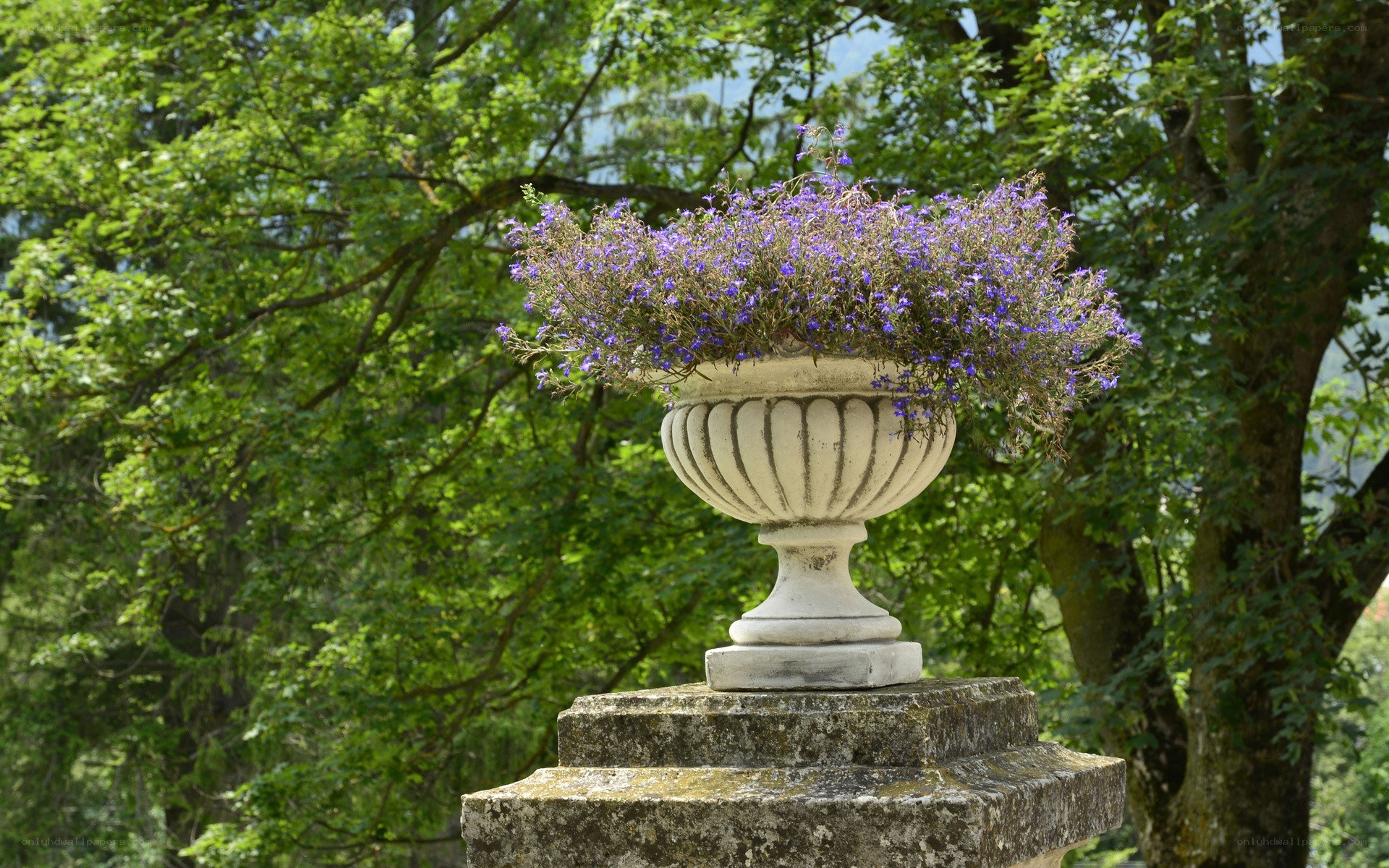 Flowering urn in a garden