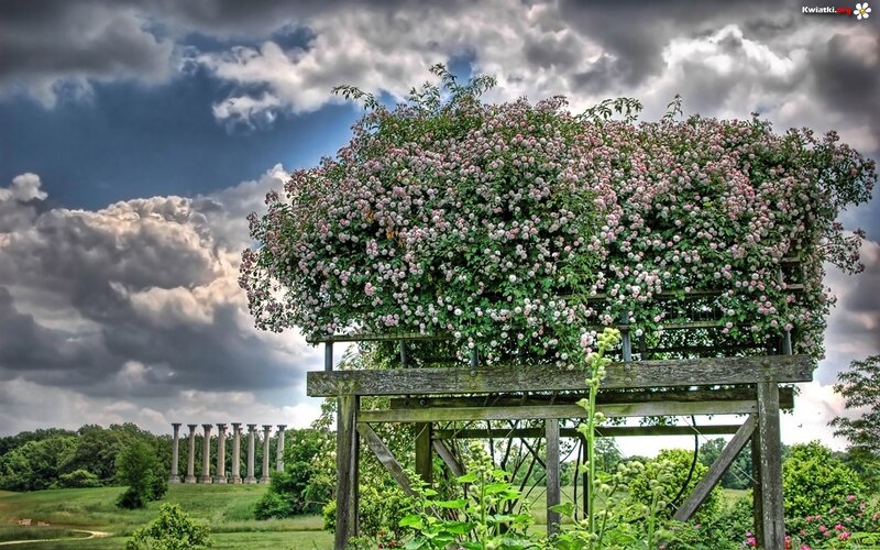 Flowering Vine on Trellis