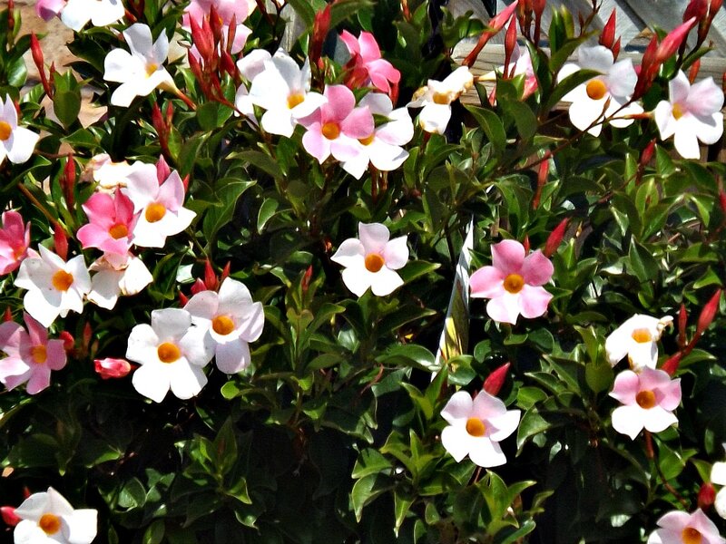 Flowering Vine Plant