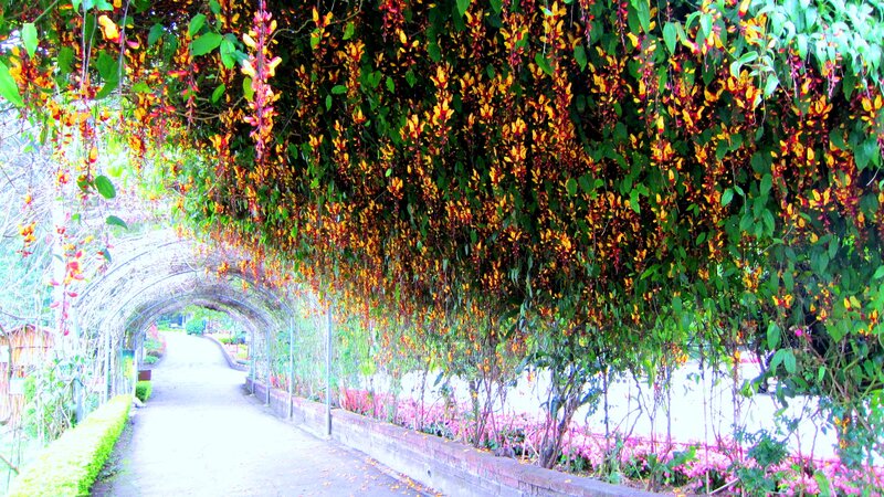 Flowering Vine Tunnel