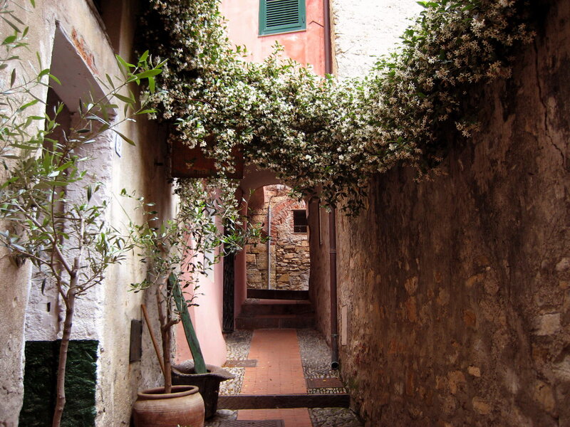 Flowering Vines in Alley