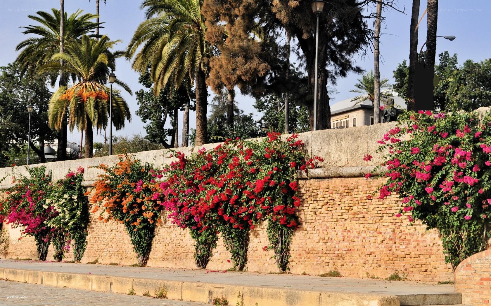 Flowering vines on a brick wall