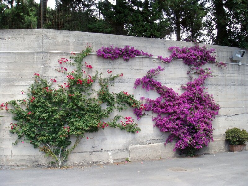 Flowering vines on a concrete wall