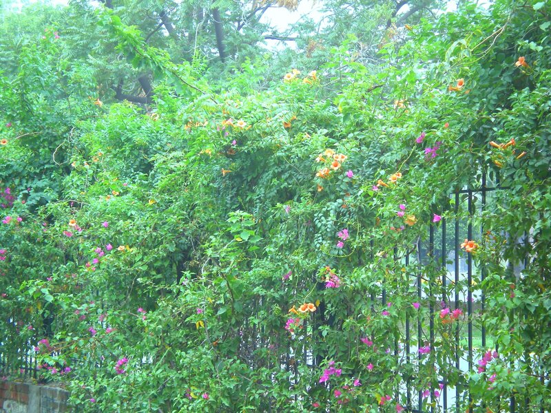 flowering vines on a fence