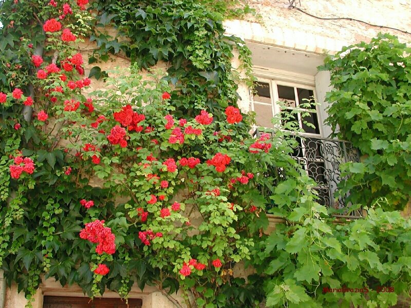 Flowering vines on a stone wall
