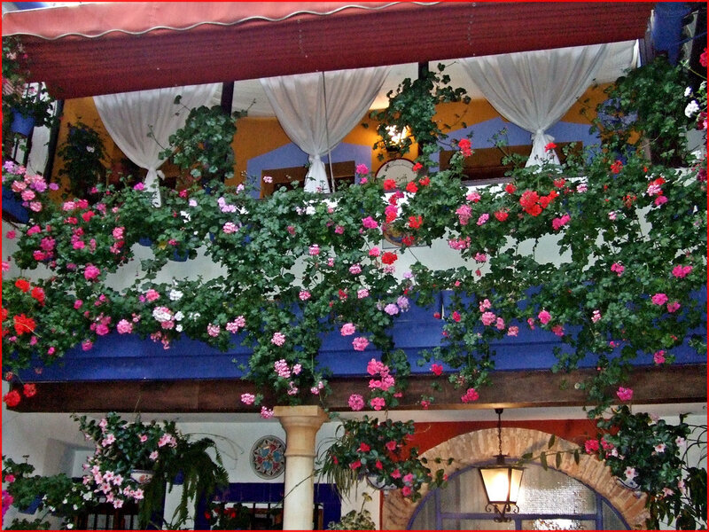 Flowering Vines on Balcony