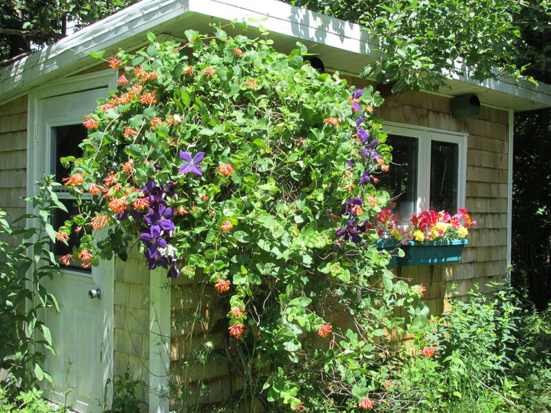 Flowering Vines on Shed