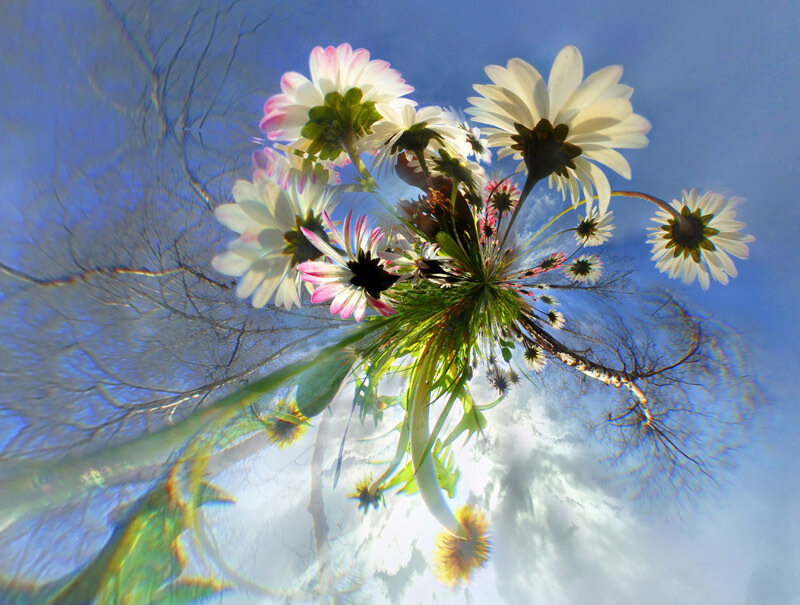 Flowers against a blue sky
