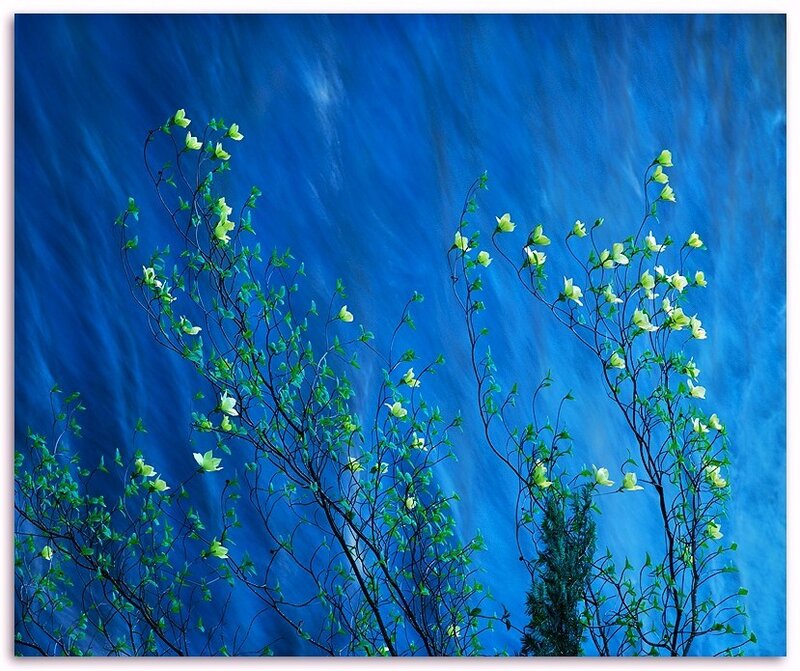 Flowers against a blue waterfall