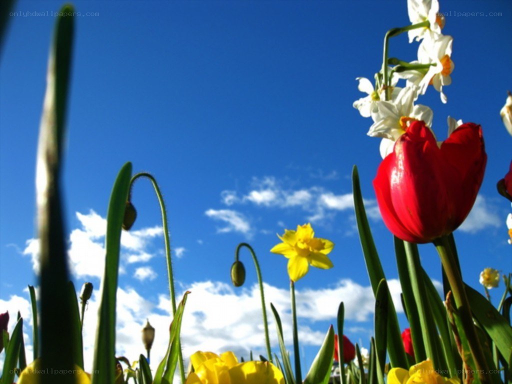 flowers against blue sky