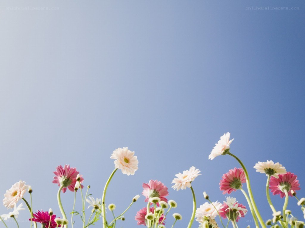 flowers against blue sky