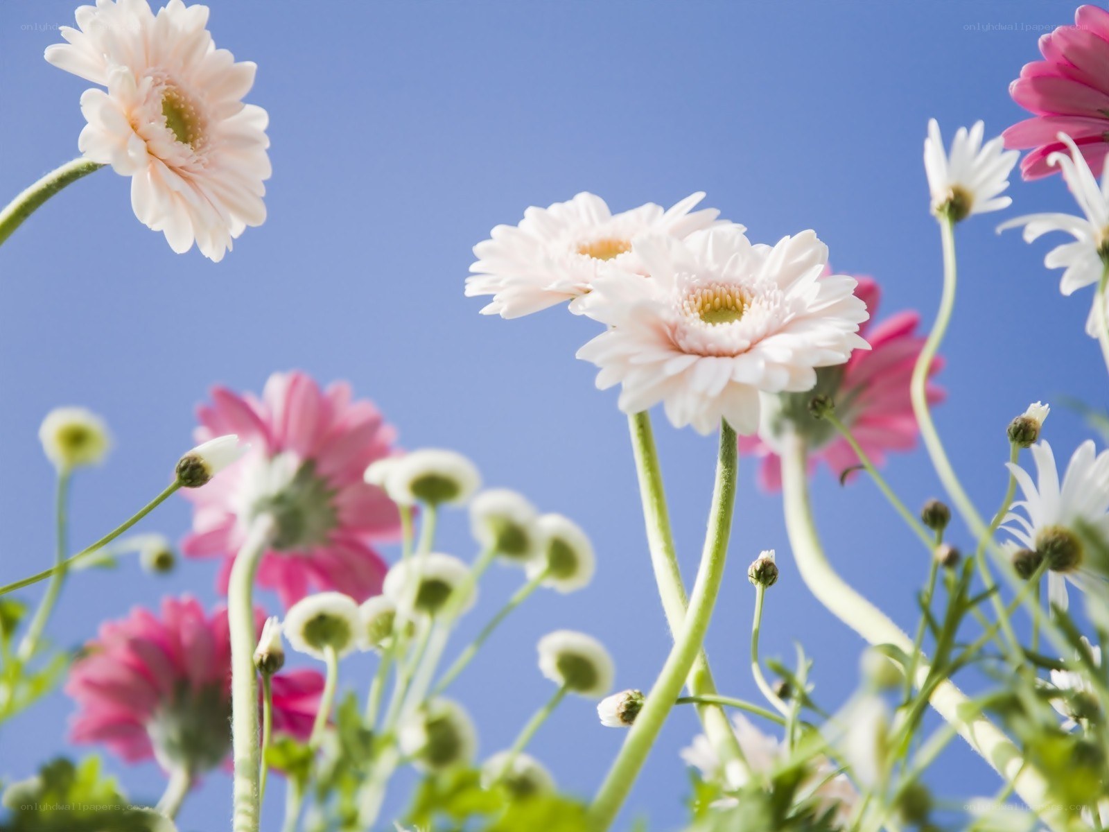 Flowers against blue sky