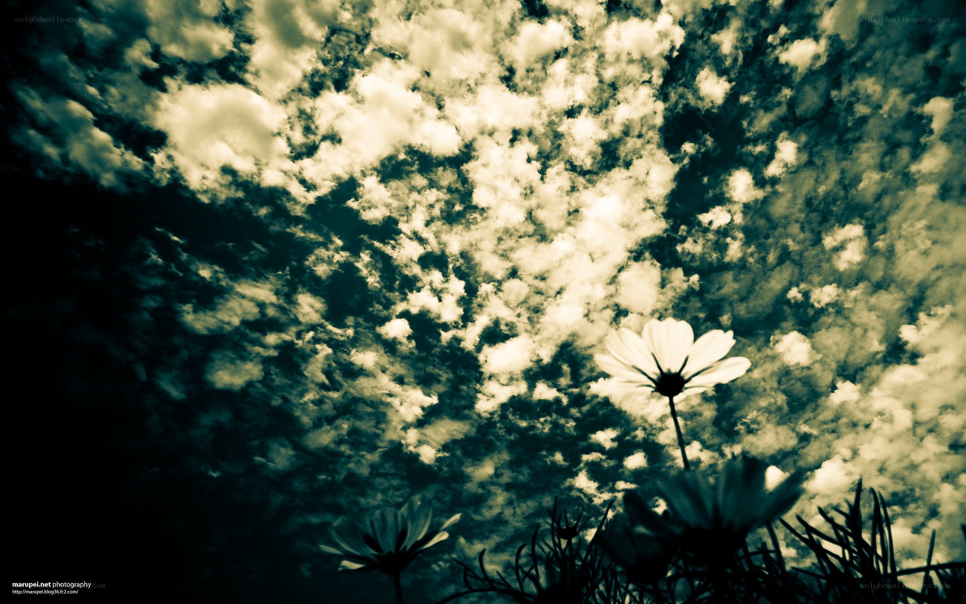 Flowers against cloudy sky
