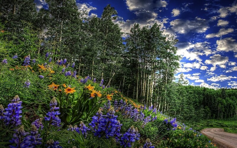 Flowers along a forest road