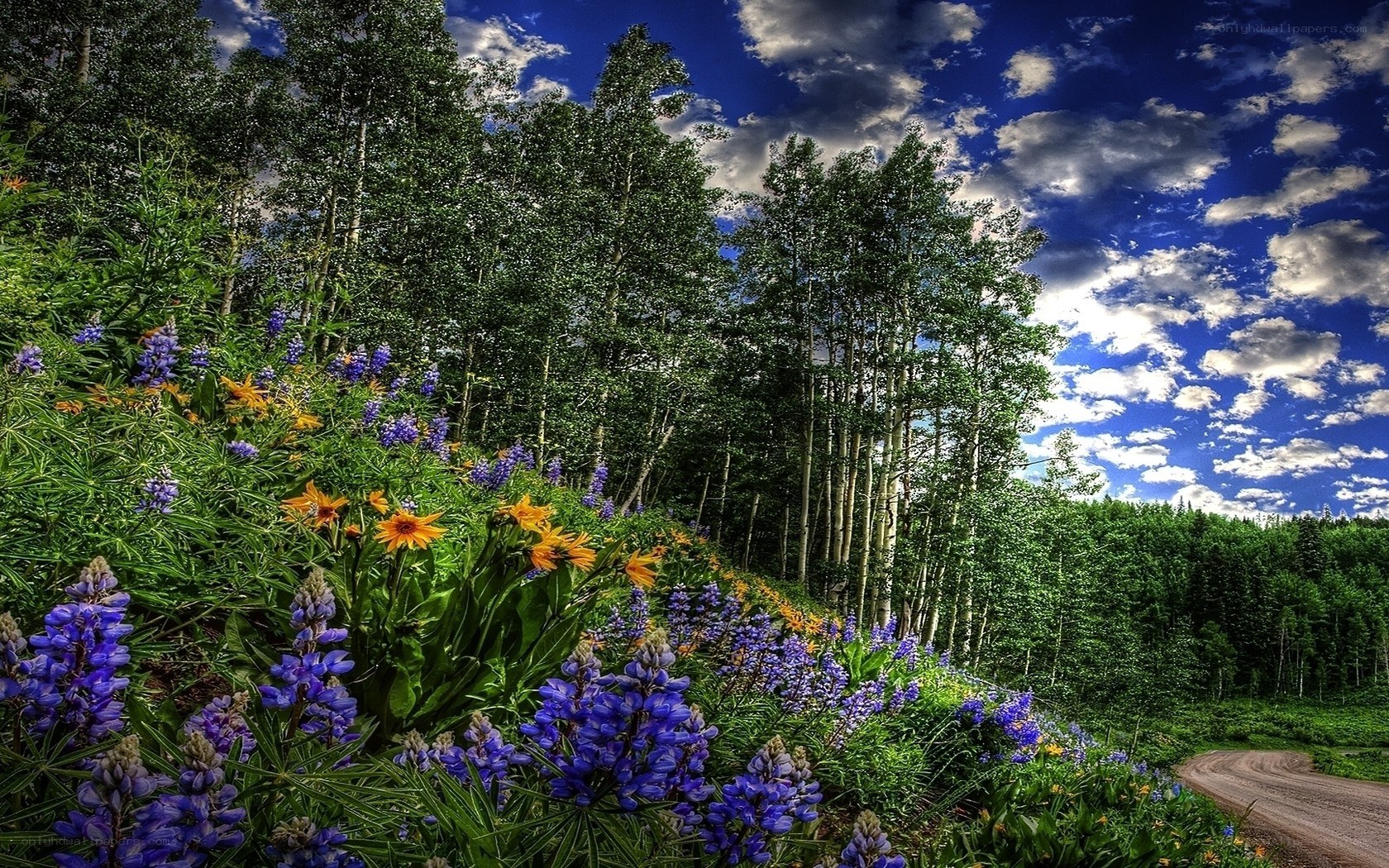Flowers along a forest road