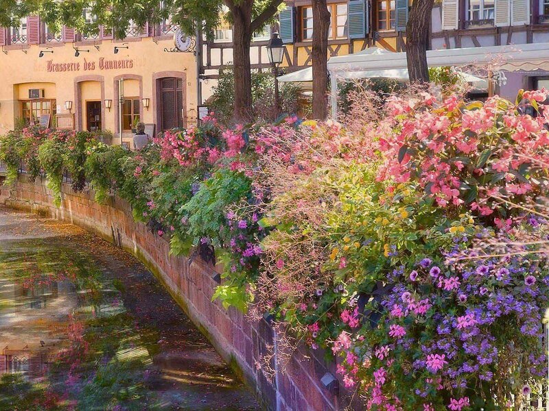 Flowers Along Canal