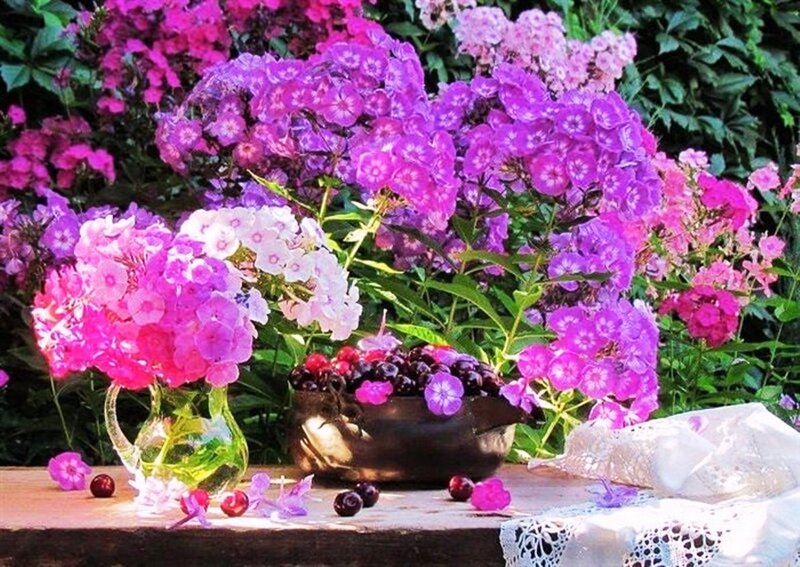 Flowers and Berries on Table — Purple
