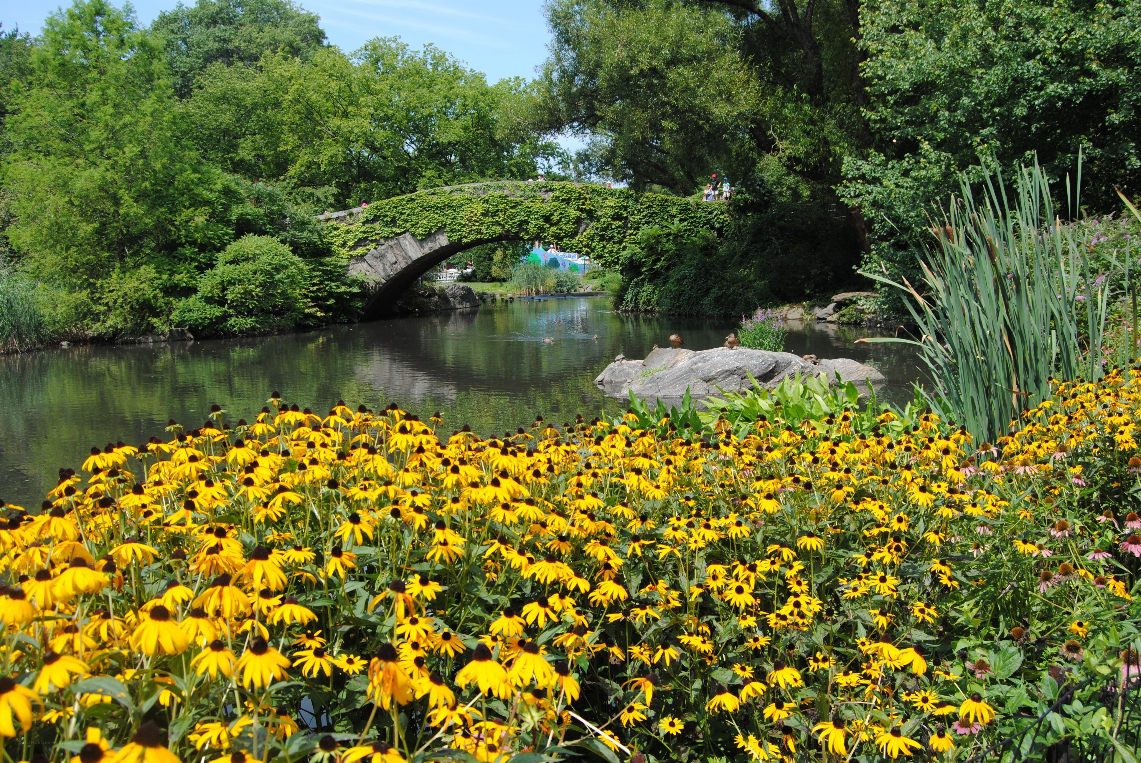 Flowers and bridge in a park