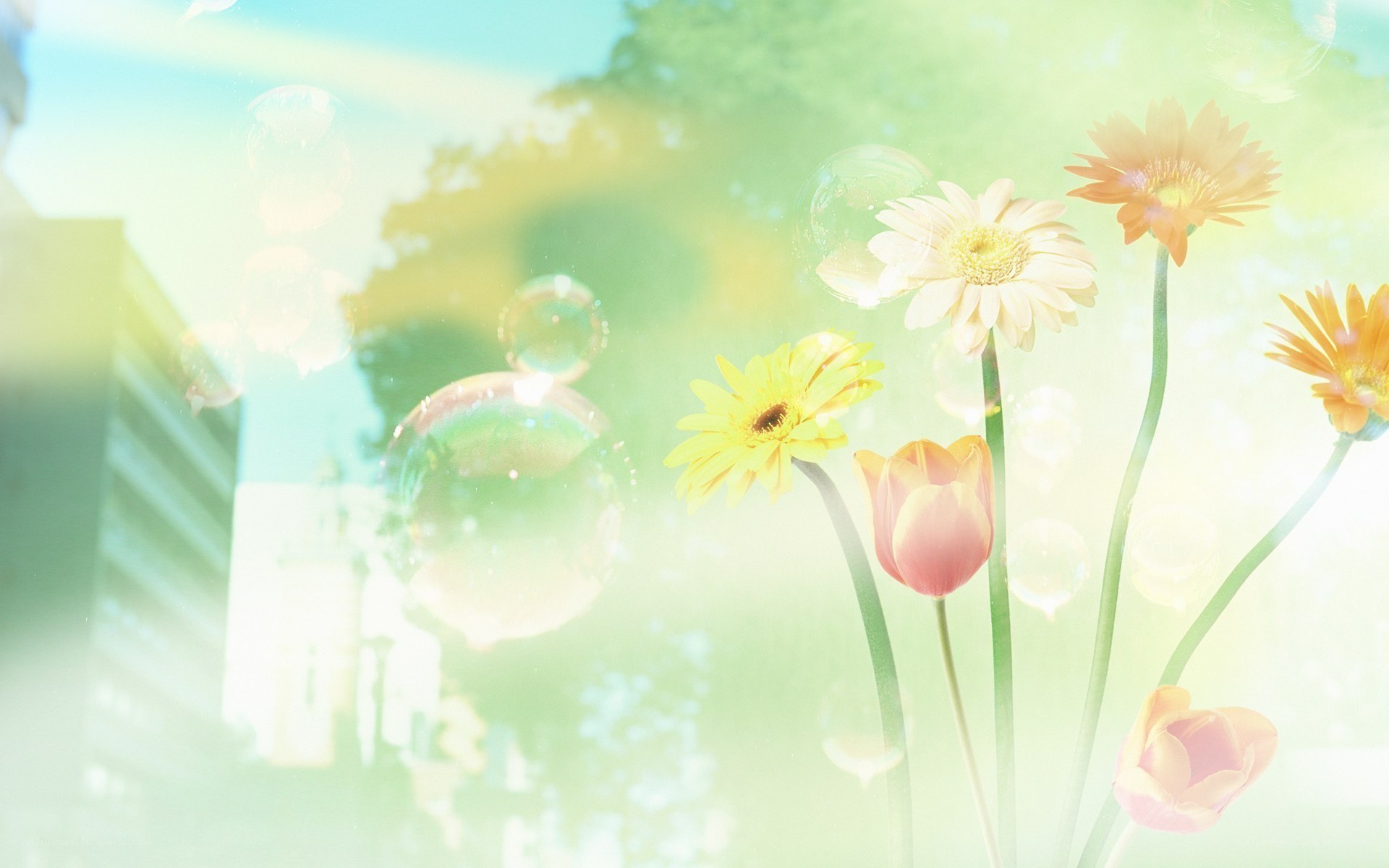 Flowers and bubbles in sunlight