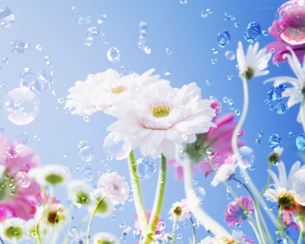 Flowers and bubbles in the sky