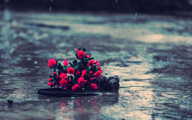 Flowers and Camera in Water