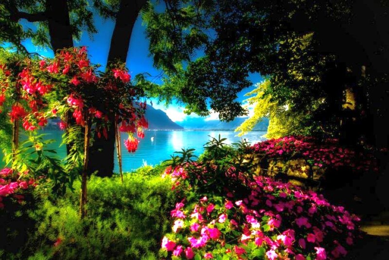 Flowers and Lake View
