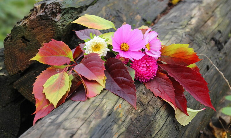 Flowers and Leaves on Log