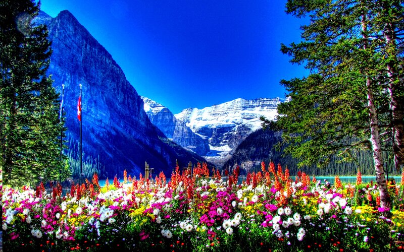 Flowers and Mountain Lake