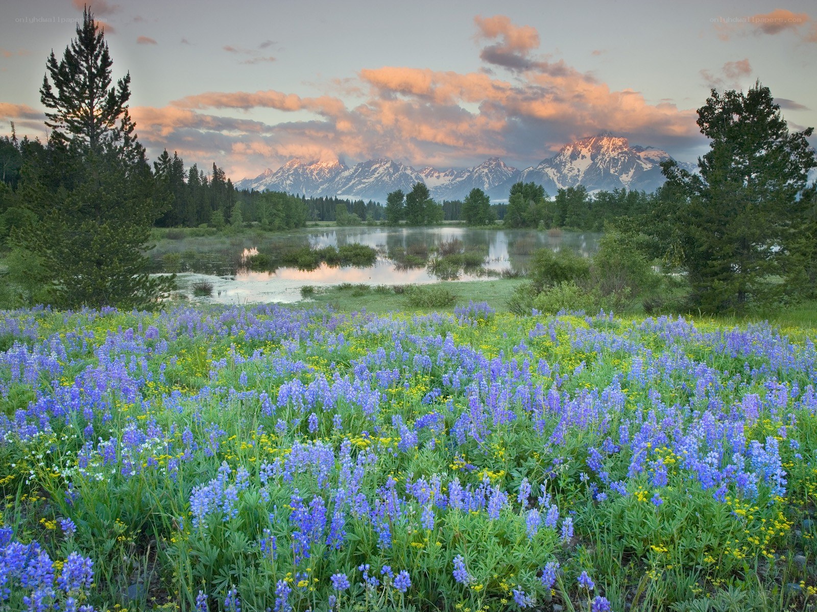 Flowers and mountains at sunset