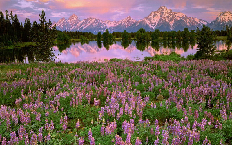 Flowers and mountains at sunset