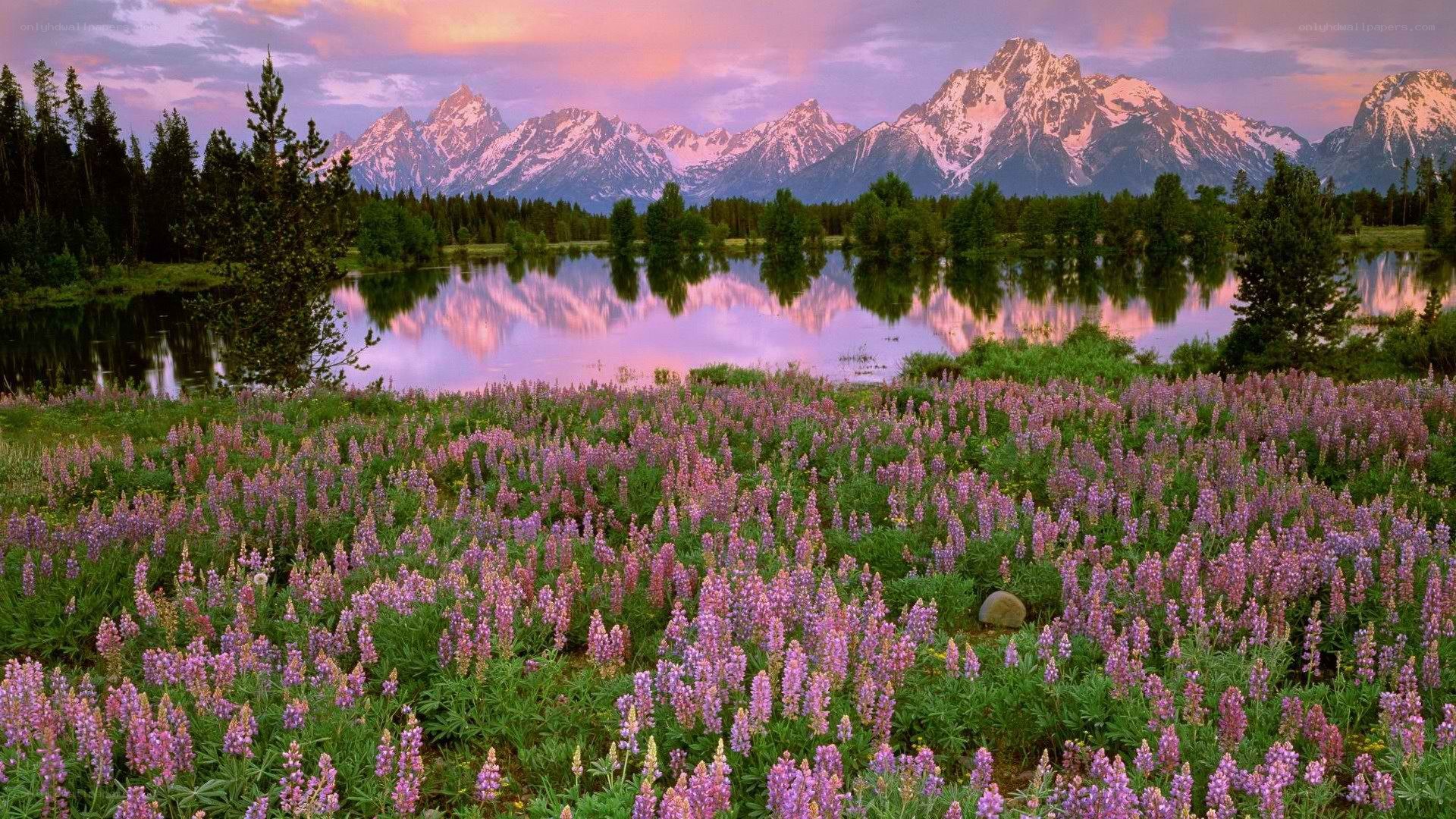 Flowers and mountains at sunset
