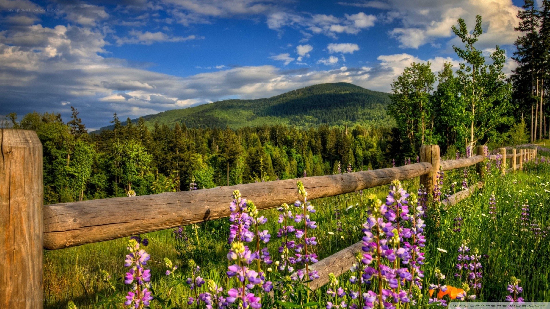 Flowers and mountains landscape