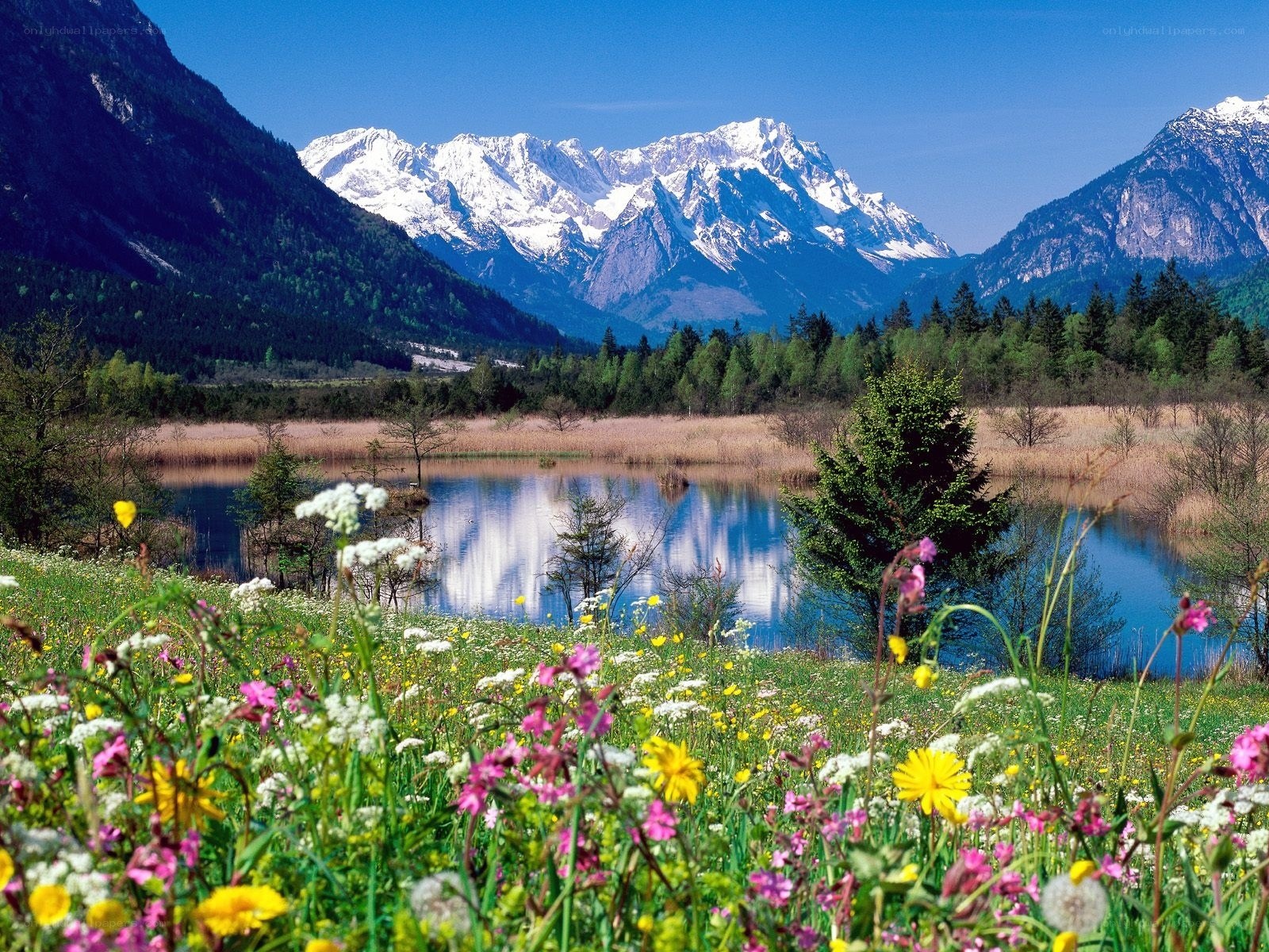 Flowers and mountains landscape