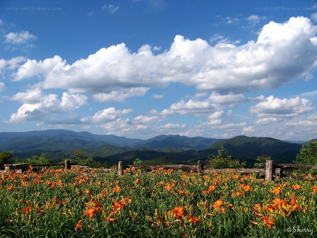 Flowers and mountains landscape