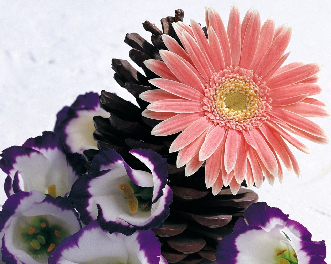 Flowers and pinecone arrangement