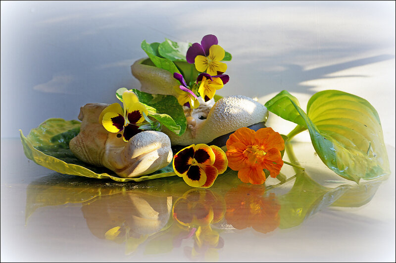 Flowers and Shells on Leaf