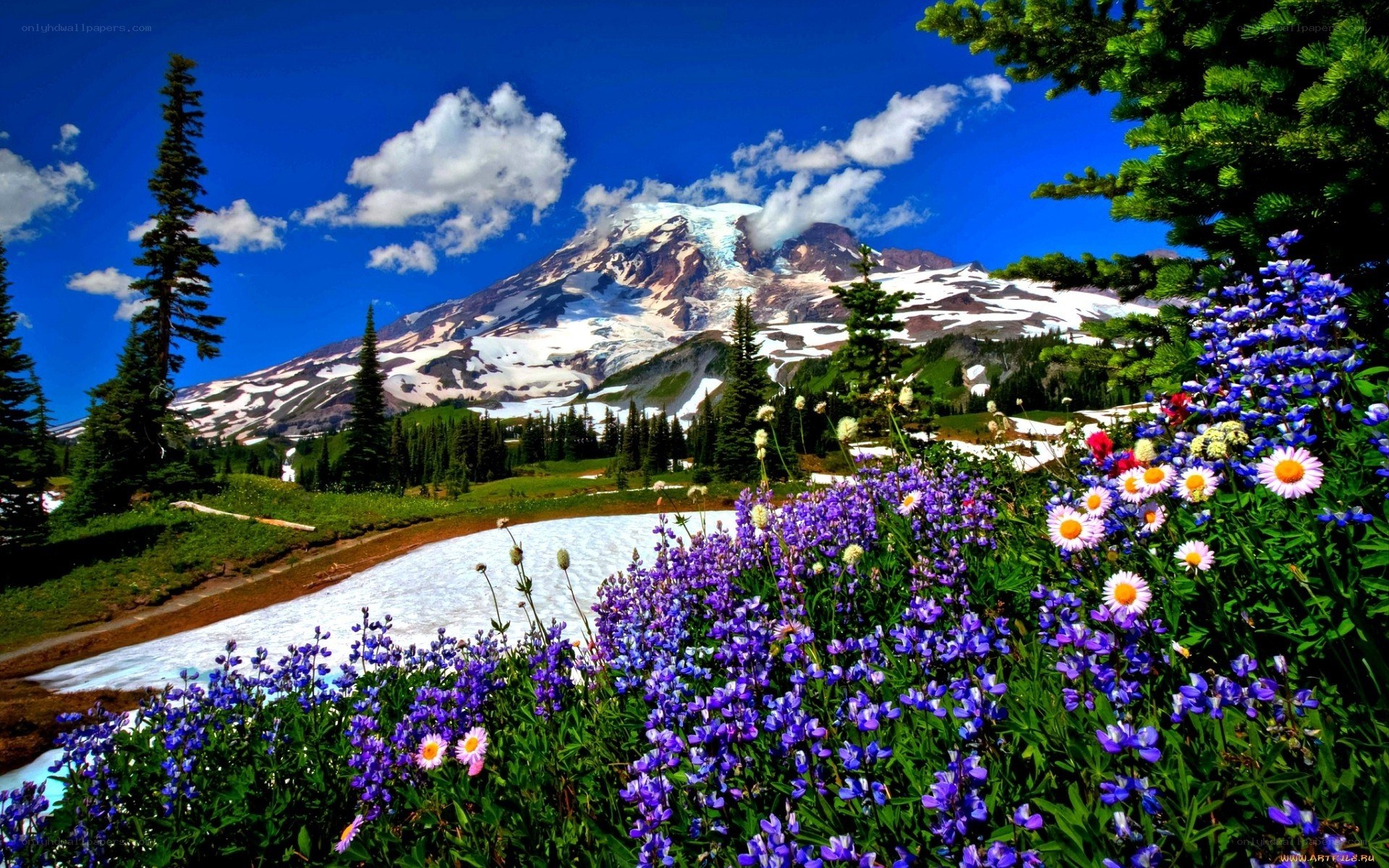 Flowers and snow-capped mountain