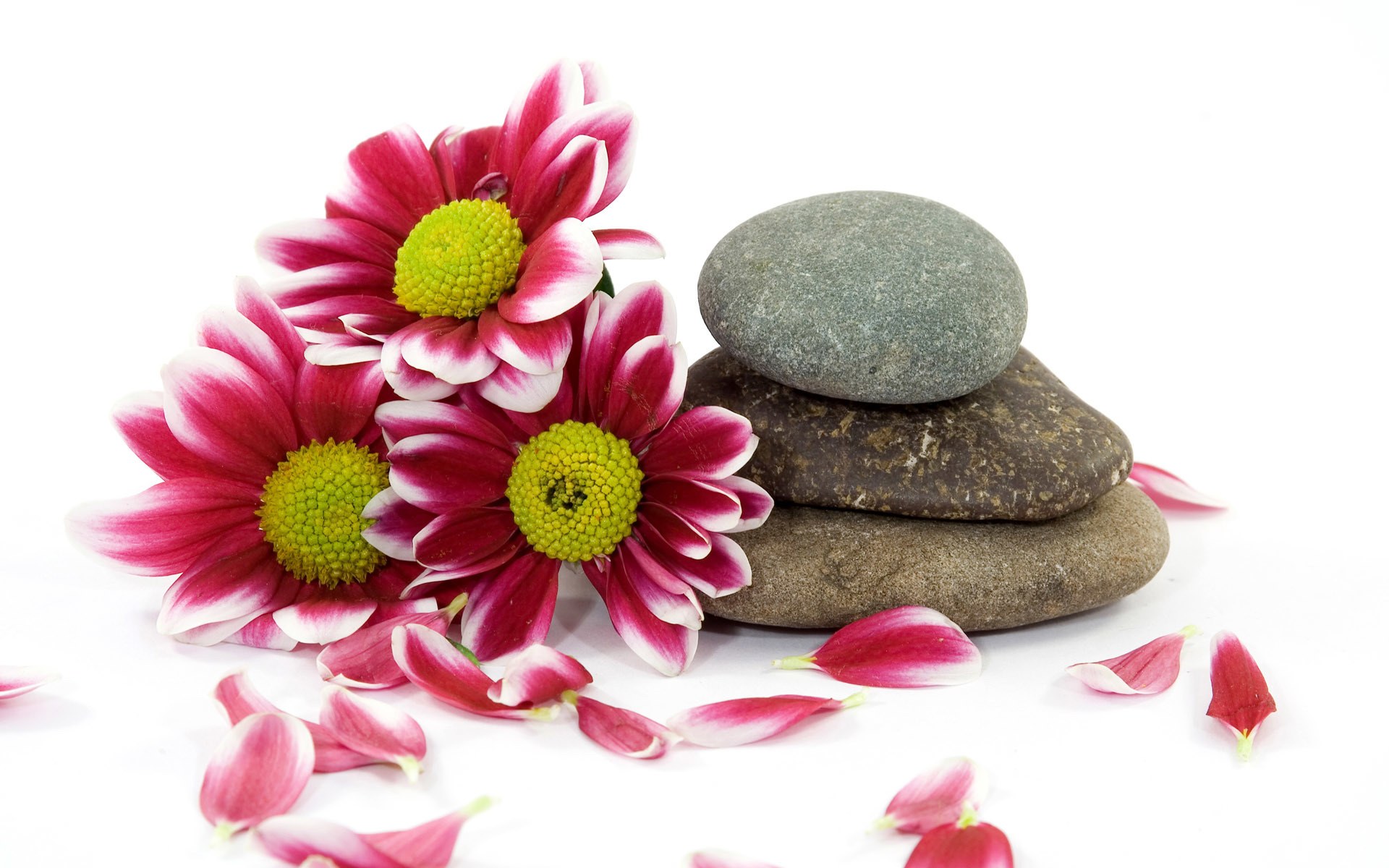 Flowers and stacked stones