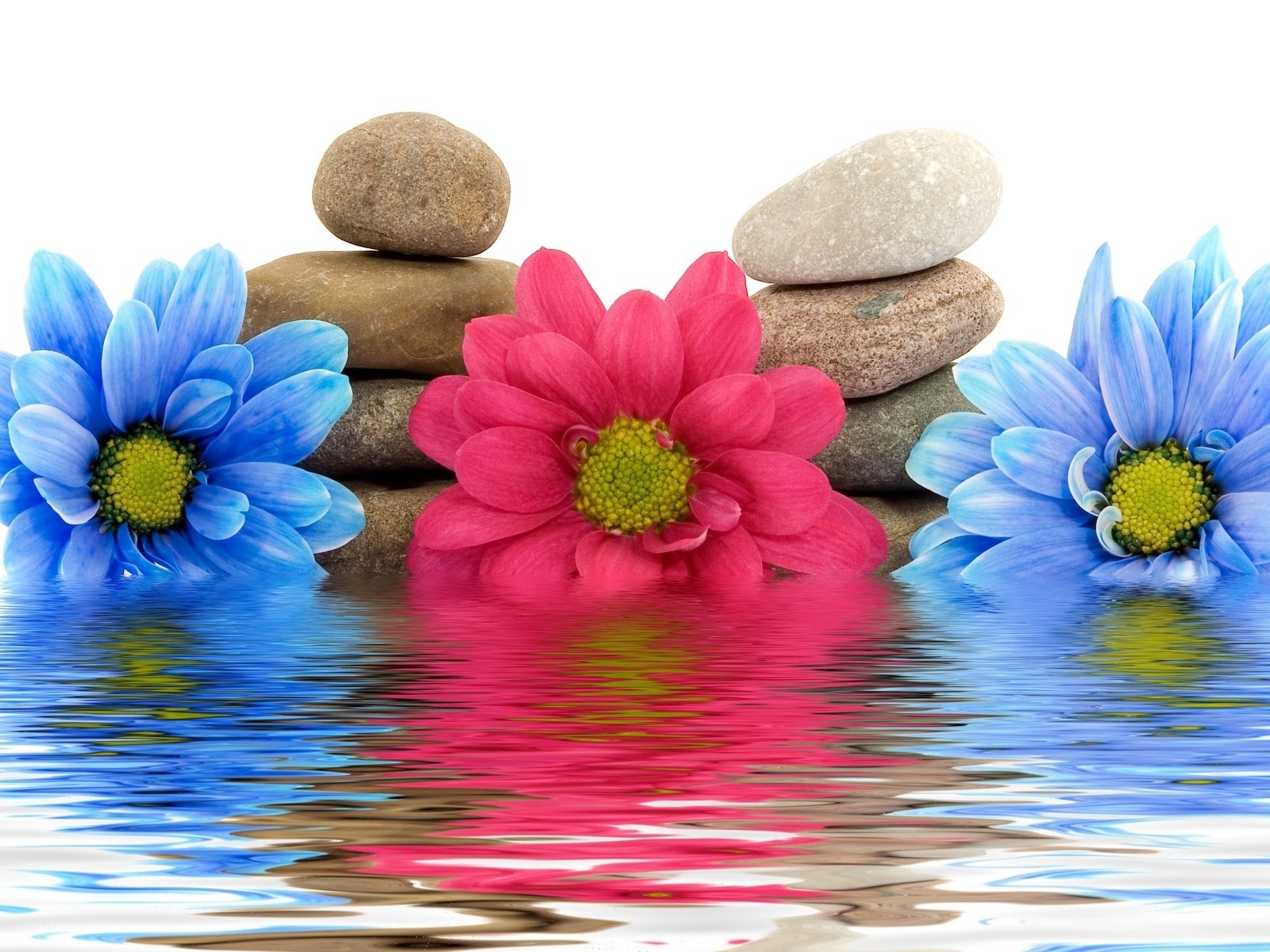 Flowers and stones in water