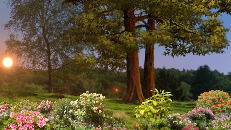 Flowers and Trees at Sunset