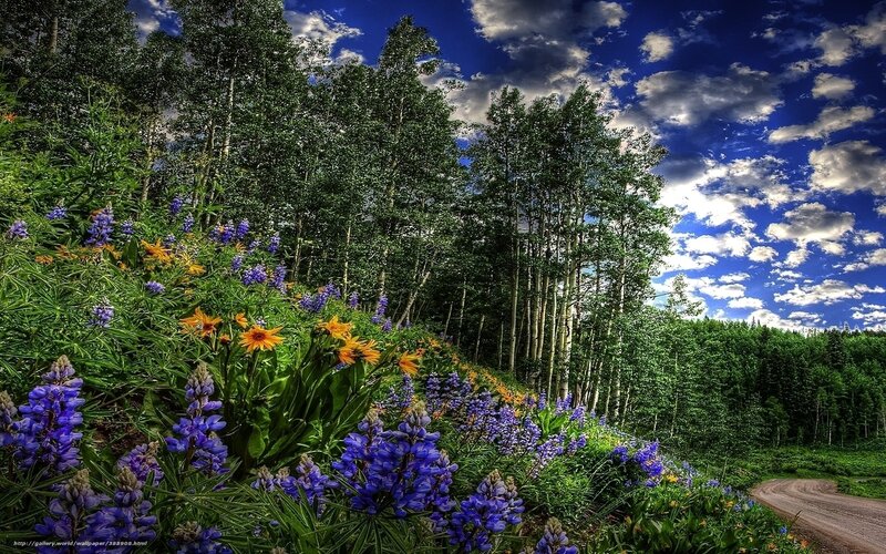 Flowers and trees by a dirt road