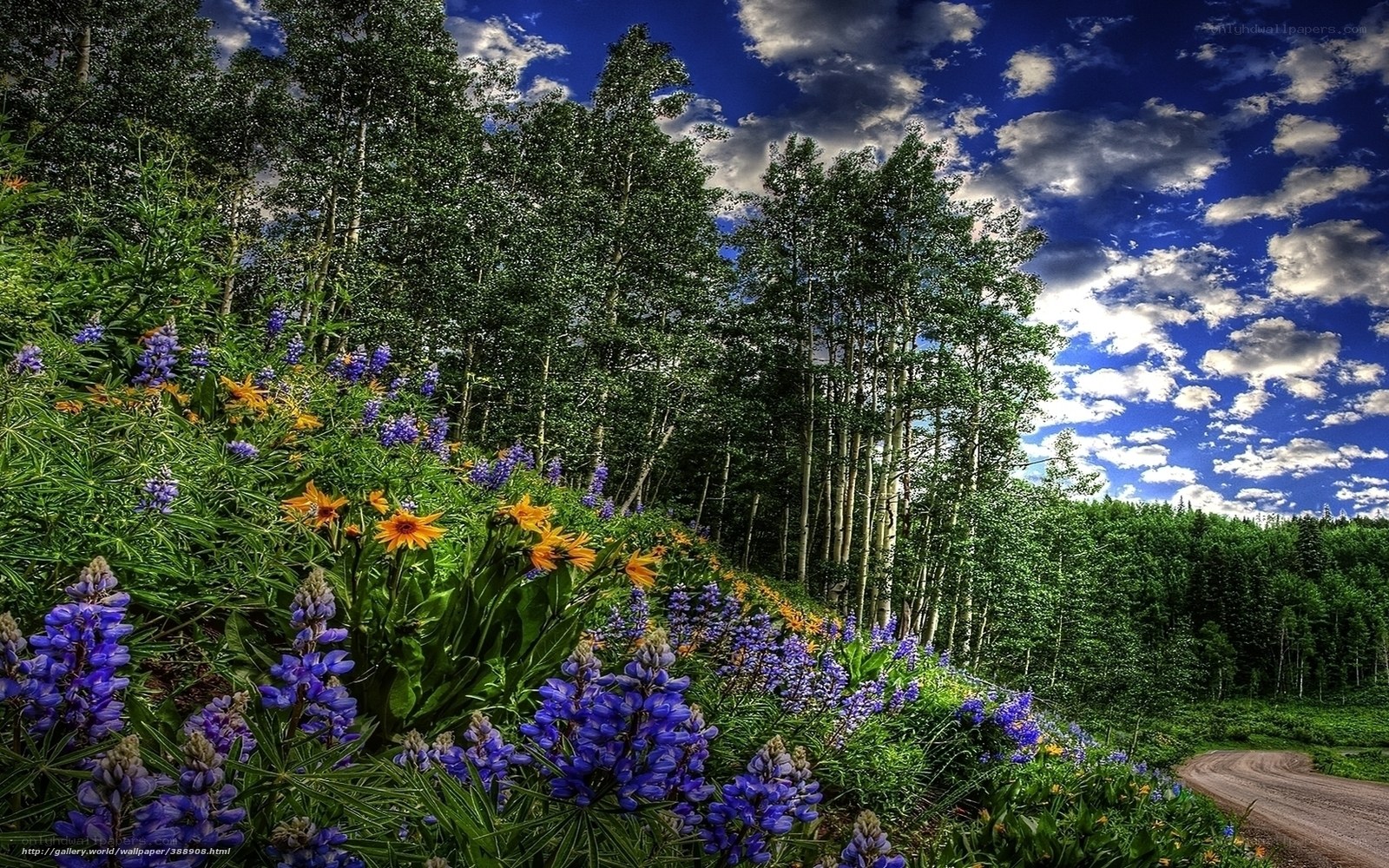 Flowers and trees by a dirt road